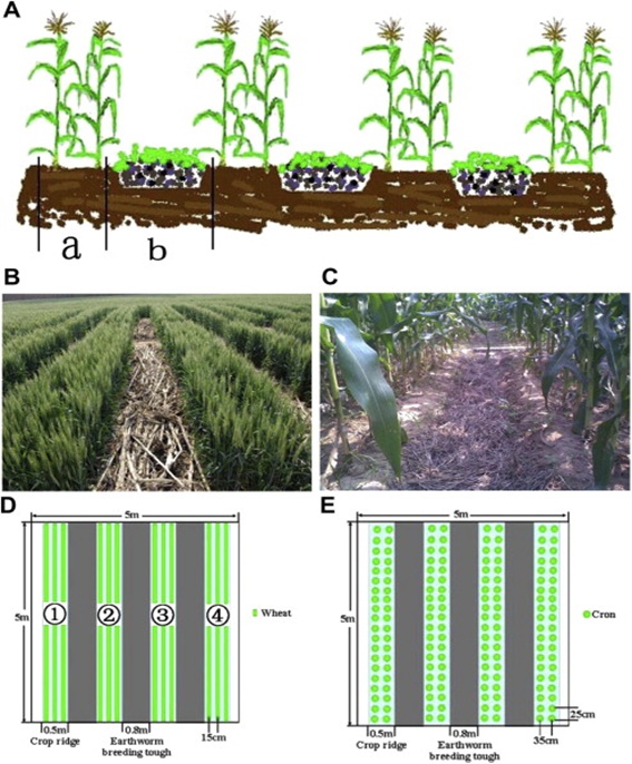 biochar trials