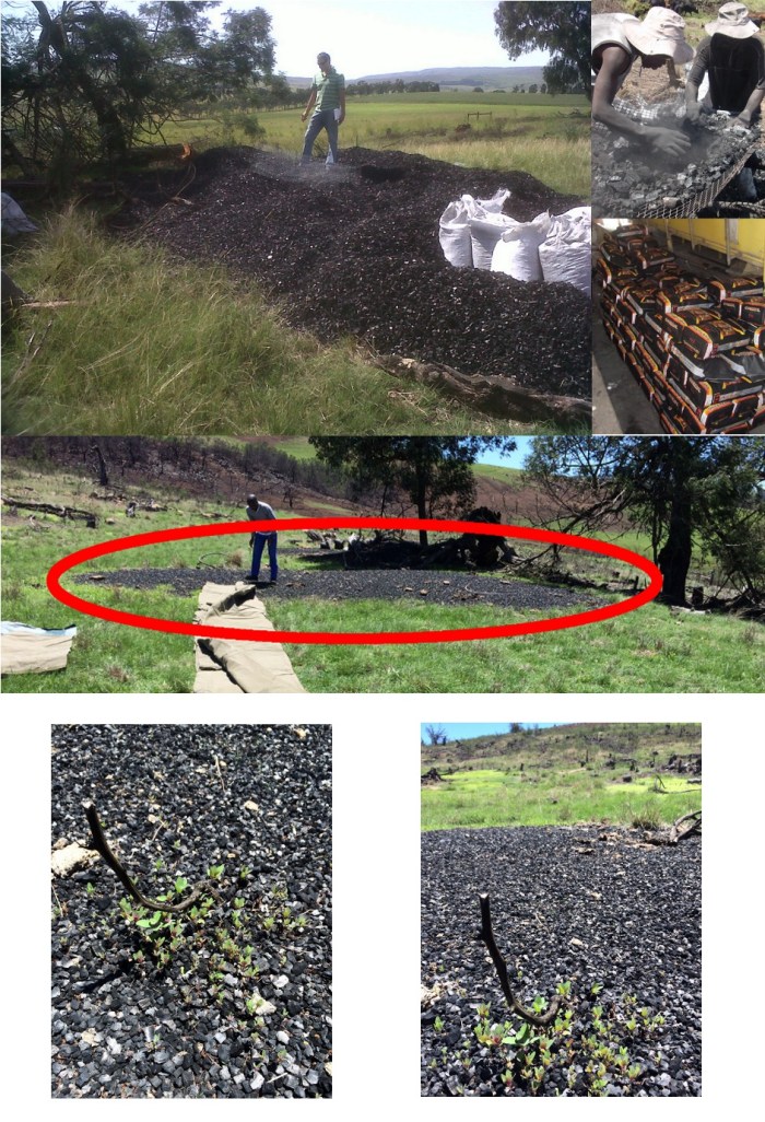 Biochar_observation
