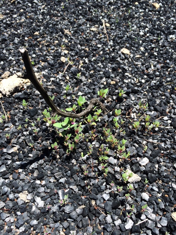 Natural_vegetation_biochar